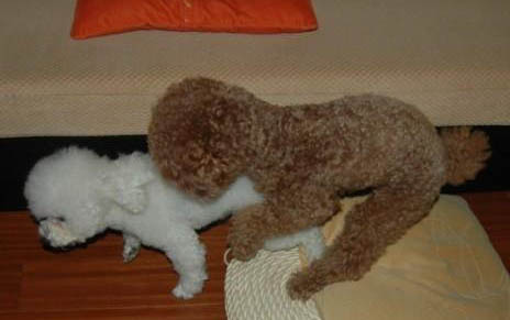 犬瘟單抗多久生效