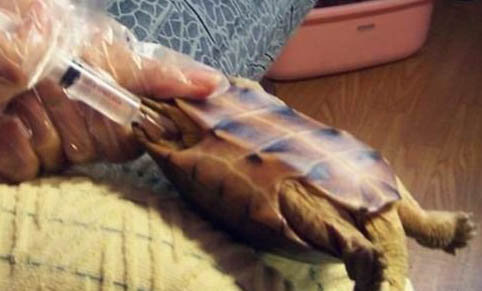 寵物龜的種類有哪些