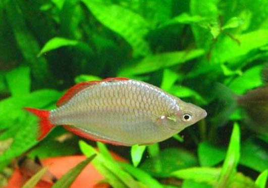 秋天釣鯉魚(yú)釣深還是淺