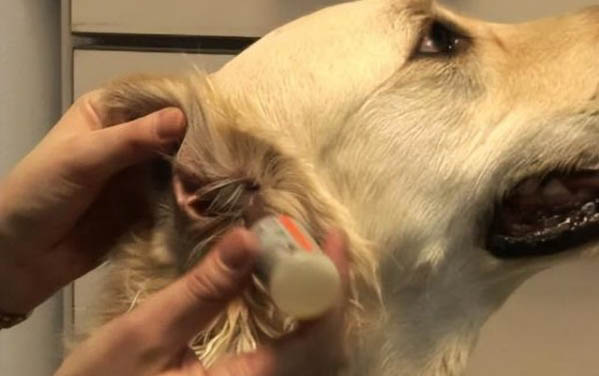 各國家飼養(yǎng)狗狗各不同