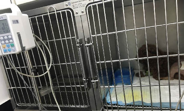 狗狗打疫苗去哪里打