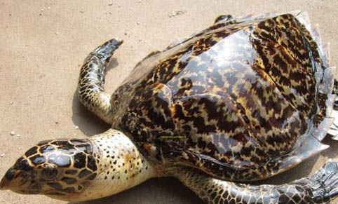 寵物龜的種類有哪些