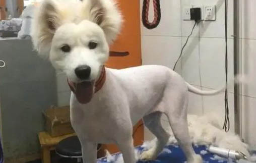 狗窩放在哪里旺財