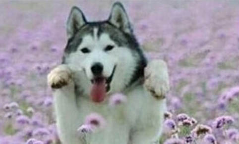 狗生死胎的四種原因及處理方法