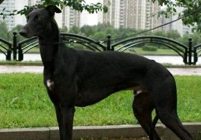 如何訓練格力犬抓兔子