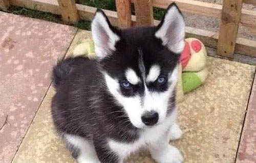 哈士奇犬一直打嗝的原因及處理方法