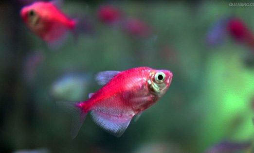 熱帶魚(yú)缸水渾濁怎么處理