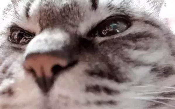 小貓貓瘟初期癥狀有哪些