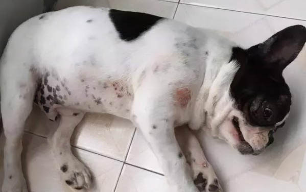 狗狗拉稀是什么原因及處理方法