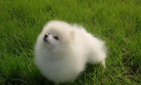 博美犬和泰迪哪個好