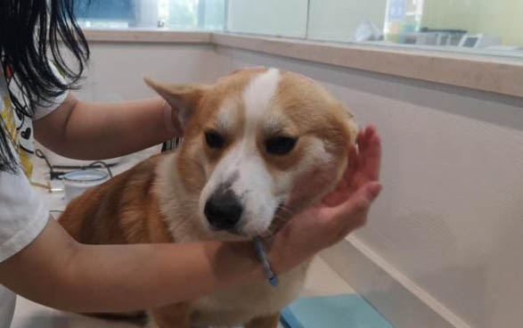 為什么狗狗便血要禁食禁水呢