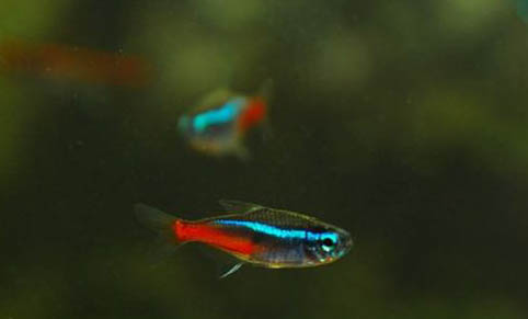 新手第一次養(yǎng)魚(yú)需要注意哪些啊