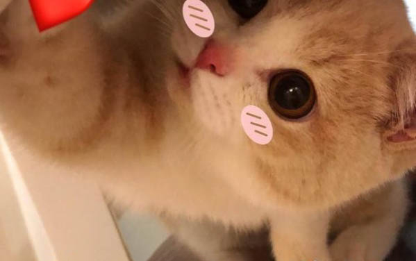 貓咪日漸消瘦毛色枯燥