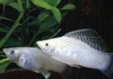 養(yǎng)魚(yú)三不喂是什么意思？