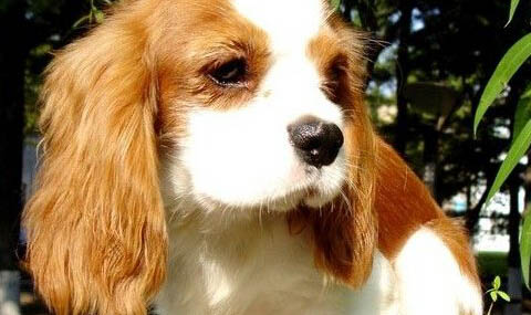 西班牙小獵犬肥胖怎么減肥