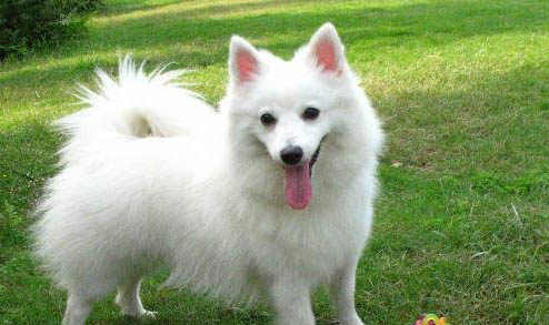 怎樣擁有好狗緣?