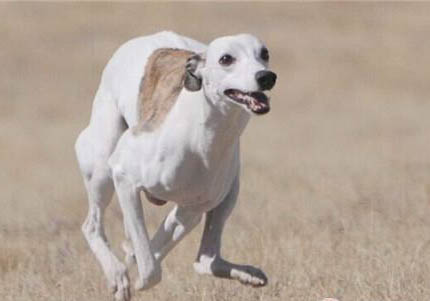 惠比特犬的壽命一般是多久