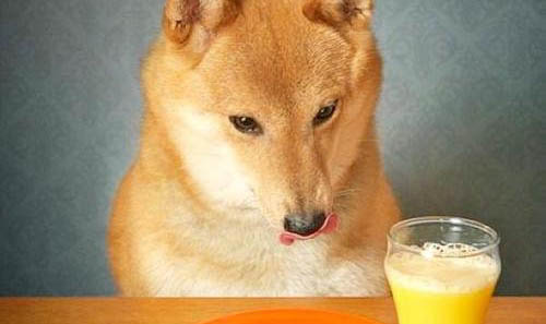 一般狗狗得狂犬病能活多久?