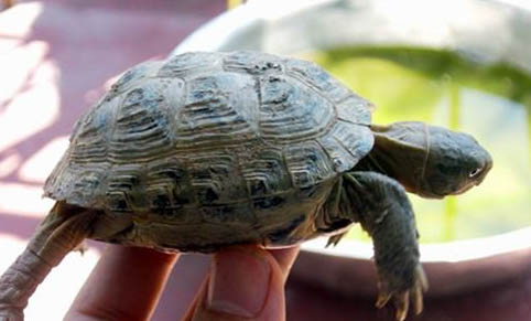 如何為陸龜泡澡