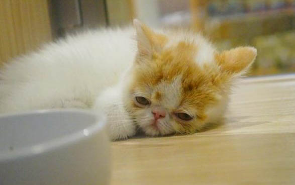 怎么處理貓生小貓