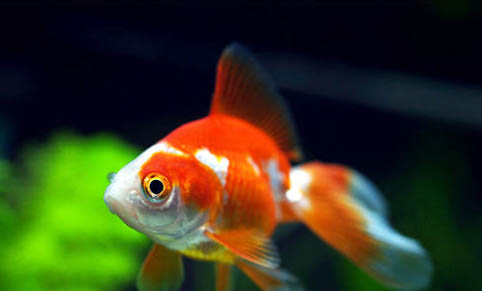 生完小金魚的魚身上有白色的斑點是什么原因