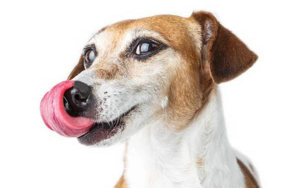 狗狗黃疸肝炎晚期癥狀