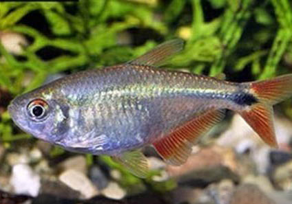 魚缸如何避免魚咬