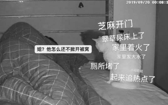 小貓突然變得暴躁還亂咬