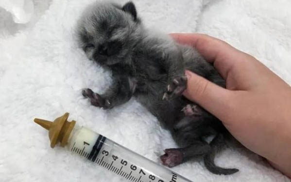 母貓把40天的小貓咬死了