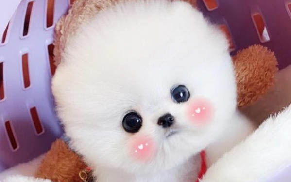 幼犬第一針可以打八聯嗎