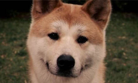 秋田犬和柴犬哪個貴