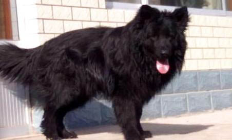 黑熊犬有哪些優缺點
