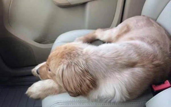 幼狗感冒有吐的癥狀嗎