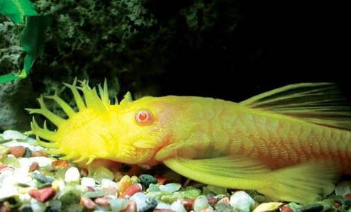 熱帶魚多長時間喂一次食