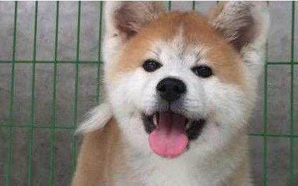 秋田犬和柴犬哪個好?