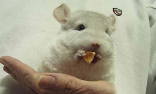 龍貓的壽命有多長呢?