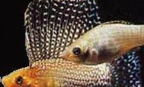 養(yǎng)錦鯉魚缸里用放鹽嗎