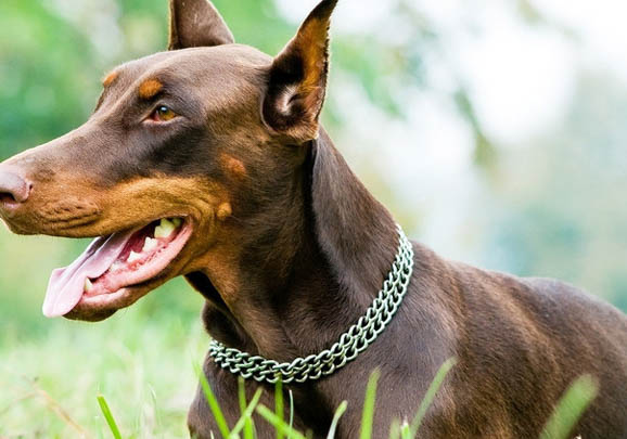 杜賓犬和比特犬哪個厲害