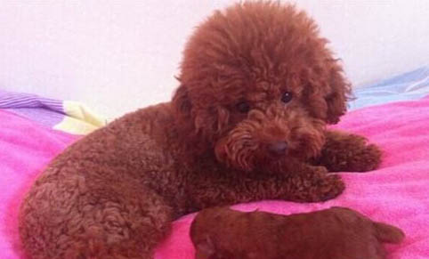 貴賓犬例假15天可以洗澡嗎