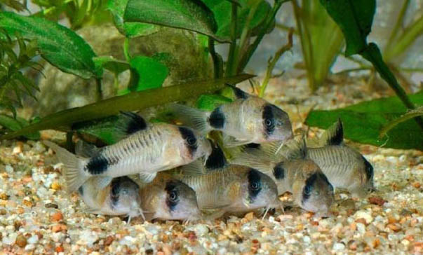 不宜養(yǎng)魚的4個屬相