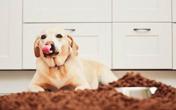 拉布拉多犬能長多少斤
