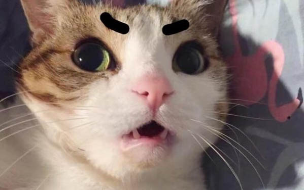 貓咪咬你手是什么意思