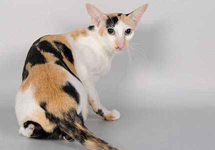 東方貓不吃飯拉稀的原因及處理方法