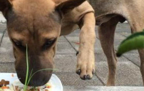 狗狗一個人在家的玩具