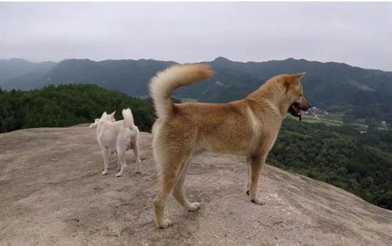 柴犬跟秋田犬的區(qū)別