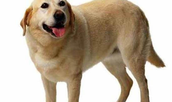 狗狗身上用白醋可以消滅螨蟲