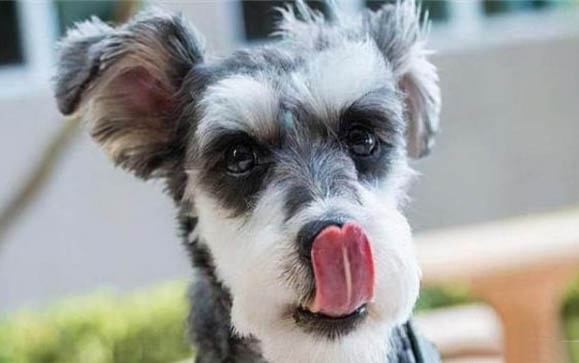 比熊犬貴賓犬哪個好看