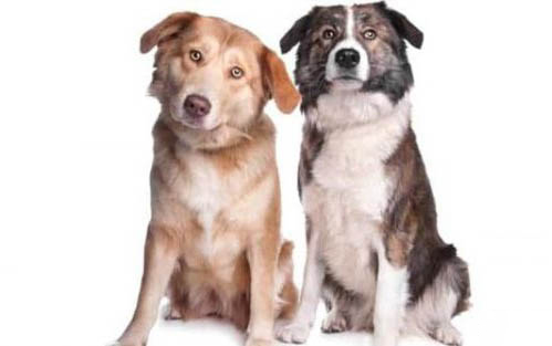 狗狗得犬瘟有哪些癥狀