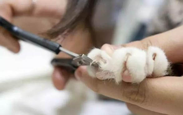撿到小貓如何飼養