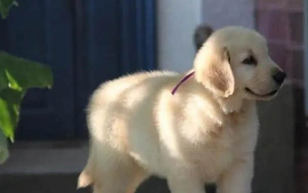 狗狗的壽命一般是多久